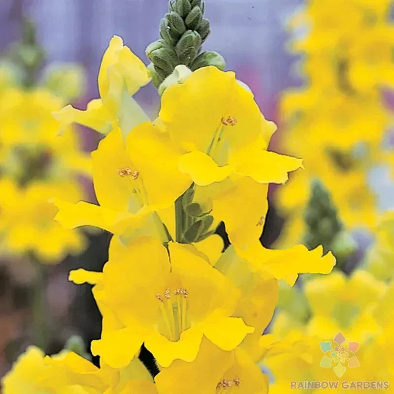 Chantilly Yellow Snapdragon Seeds - 1000+ Pack, Antirrhinum majus, Garden Flower Seeds for Borders & Containers, USA