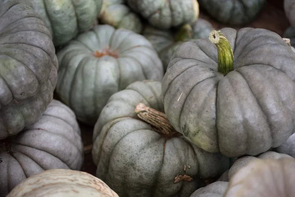 Queensland Blue Pumpkin Seeds - 10 Pack, Easy to Grow, Cucurbita maxima, Blue-Green Skin, Sweet Orange Flesh