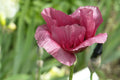 Giant Purple Poppy Flower Seeds - 100 Pack - Wildflower Seeds - Papaver somniferum - Vibrant Deep Purple Blooms