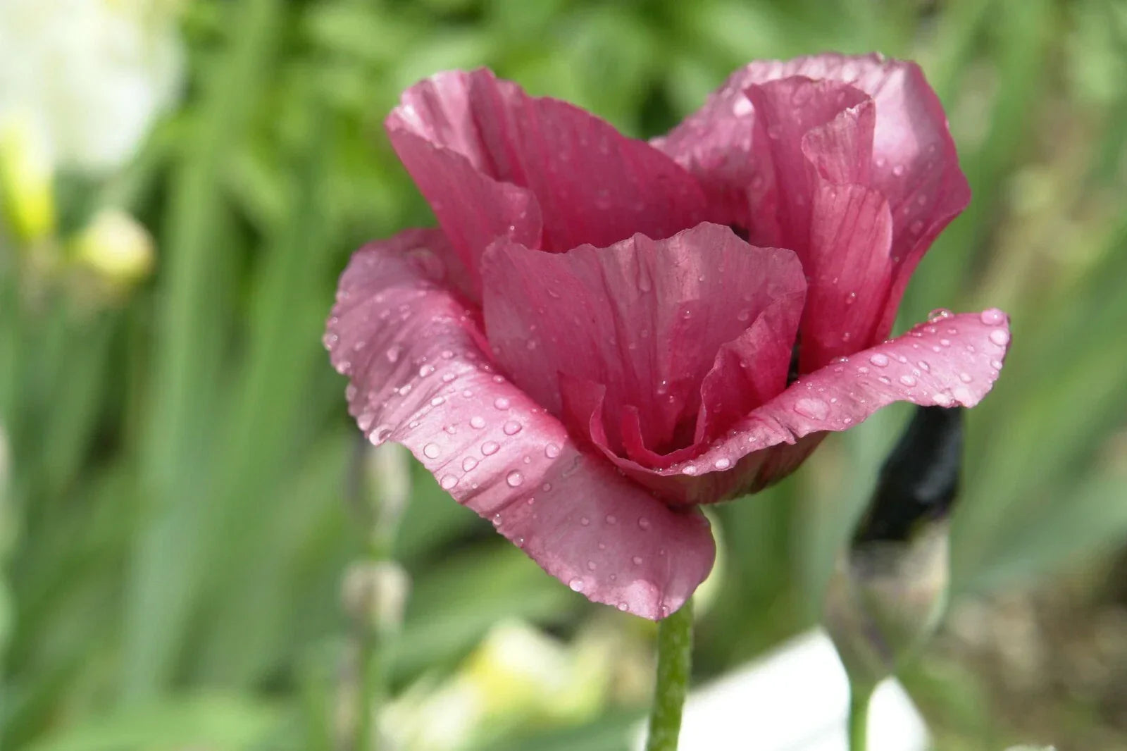 Giant Purple Poppy Flower Seeds - 100 Pack - Wildflower Seeds - Papaver somniferum - Vibrant Deep Purple Blooms