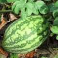Florida Giant Watermelon Seeds - Heirloom NON-GMO Citrullus lanatus Garden Seeds for Large, Sweet Watermelons