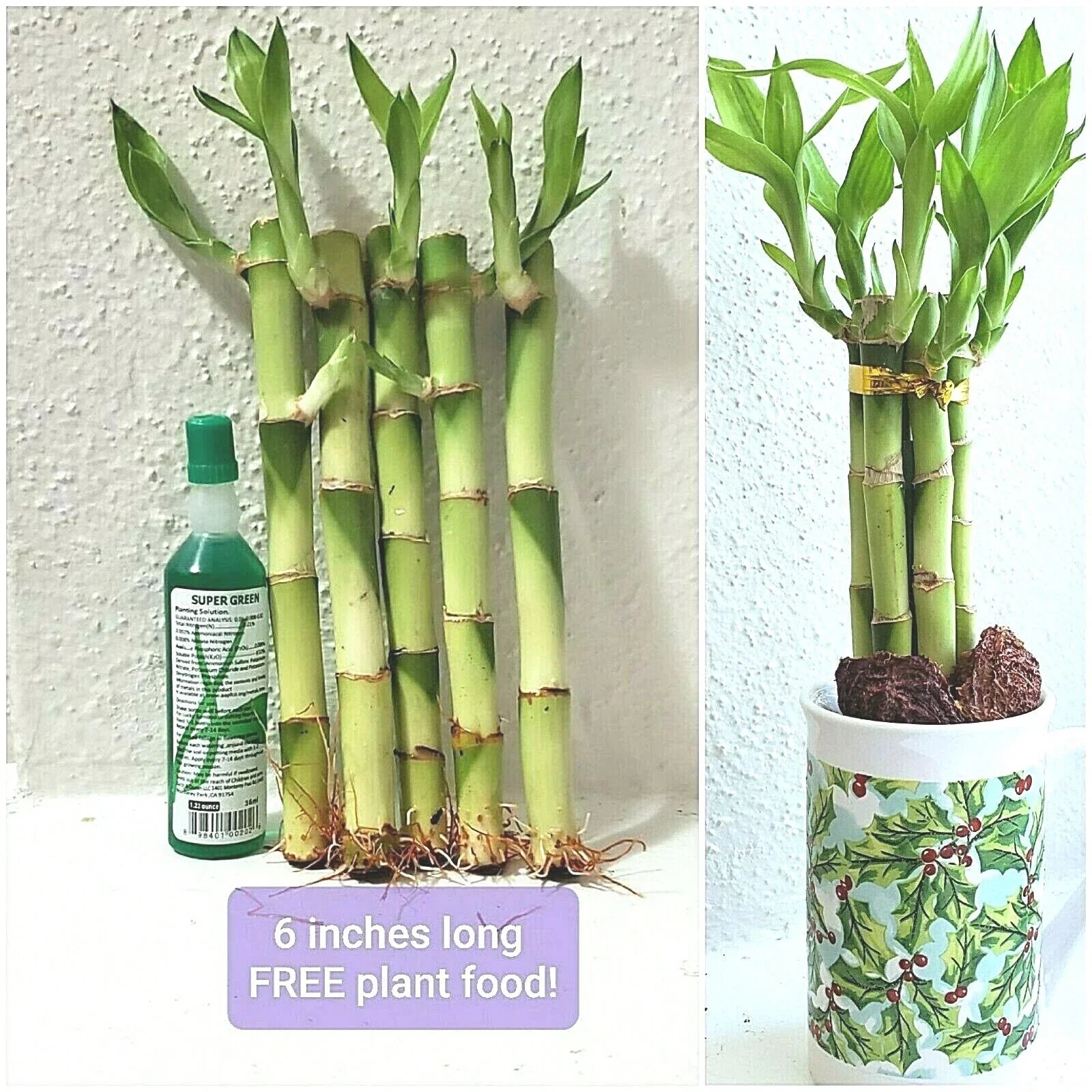 Lucky Bamboo Plant in 6-Inch Pot with 5 Stalks, Feng Shui Decor, Dracaena sanderiana, Rooted Indoor Plant