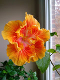 Tropical Hibiscus Starter Plant - Small Rooted - Hibiscus rosa-sinensis - Bare Root Perennial for Garden & Container
