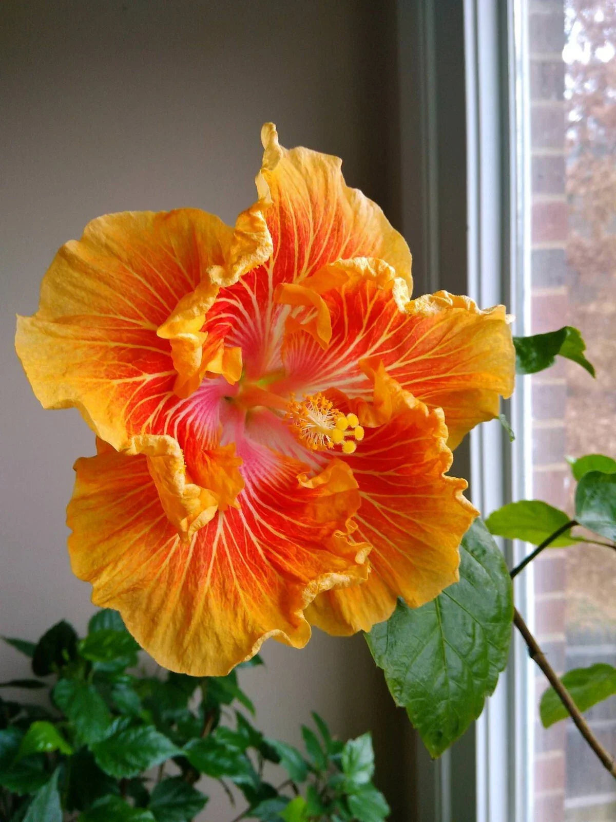 Tropical Hibiscus Starter Plant - Small Rooted - Hibiscus rosa-sinensis - Bare Root Perennial for Garden & Container