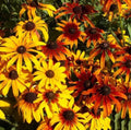 Gloriosa Daisy Seeds Bulk Rudbeckia hirta Perennial Wildflower for Garden and Landscape Planting