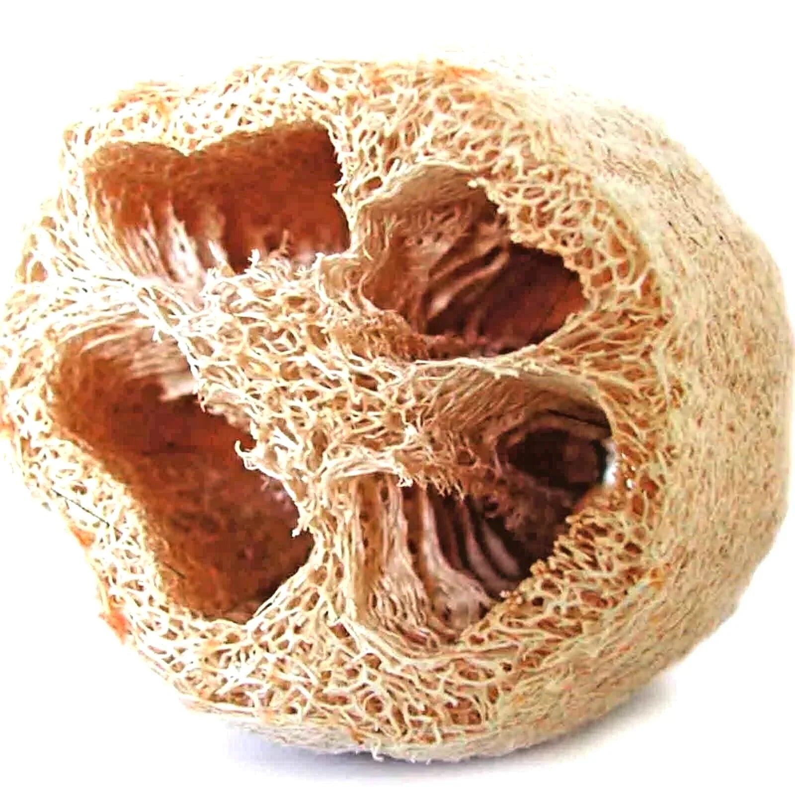 Loofah Seeds - Heirloom Luffa aegyptiaca Vegetable & Natural Sponge - Non-GMO Garden Seeds, Climbing Vine, Full Sun, 10 Pack