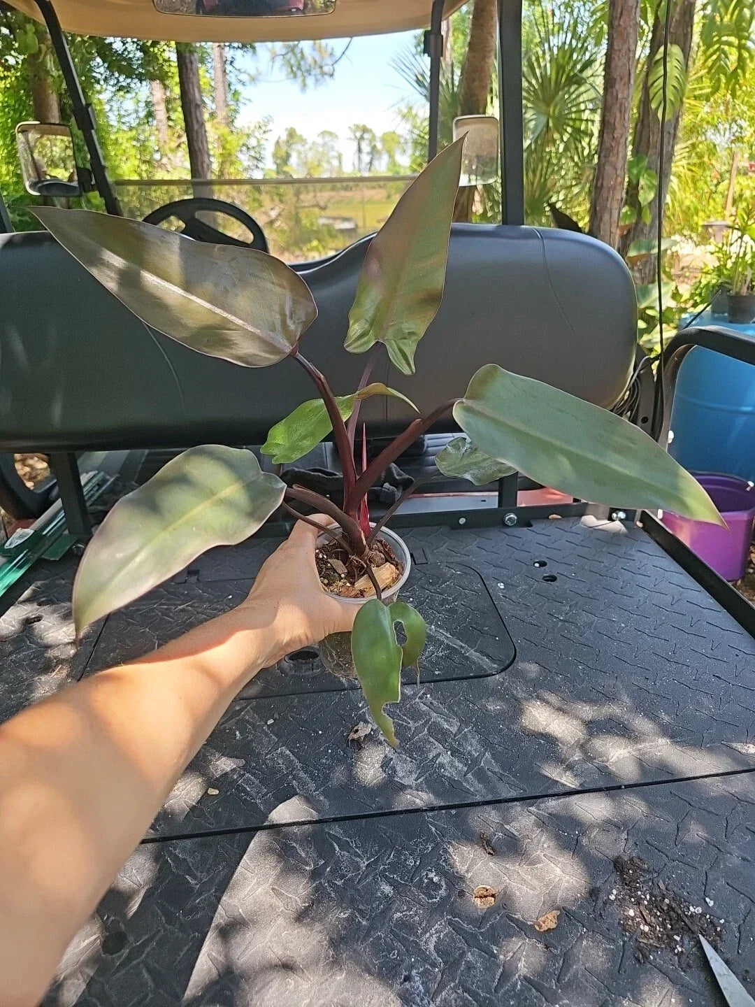 Large Philodendron Majesty Plant in 3.5" Pot, Tropical Green Foliage, Philodendron 'Majesty' Indoor Houseplant