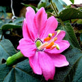 20 Banana Passionfruit Seeds | Rare Fast-Growing Climbing Vine | Passiflora Mollissima for Garden & Patio