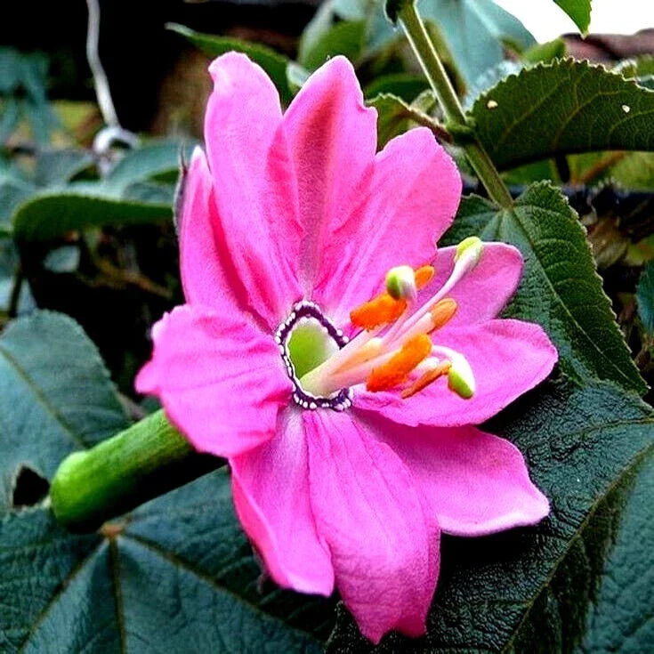 20 Banana Passionfruit Seeds | Rare Fast-Growing Climbing Vine | Passiflora Mollissima for Garden & Patio
