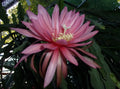 Epiphyllum Orchid Cactus Cutting - Fusae Nakanishi Variety - Rare Tropical Indoor Plant - Epiphyllum oxypetalum
