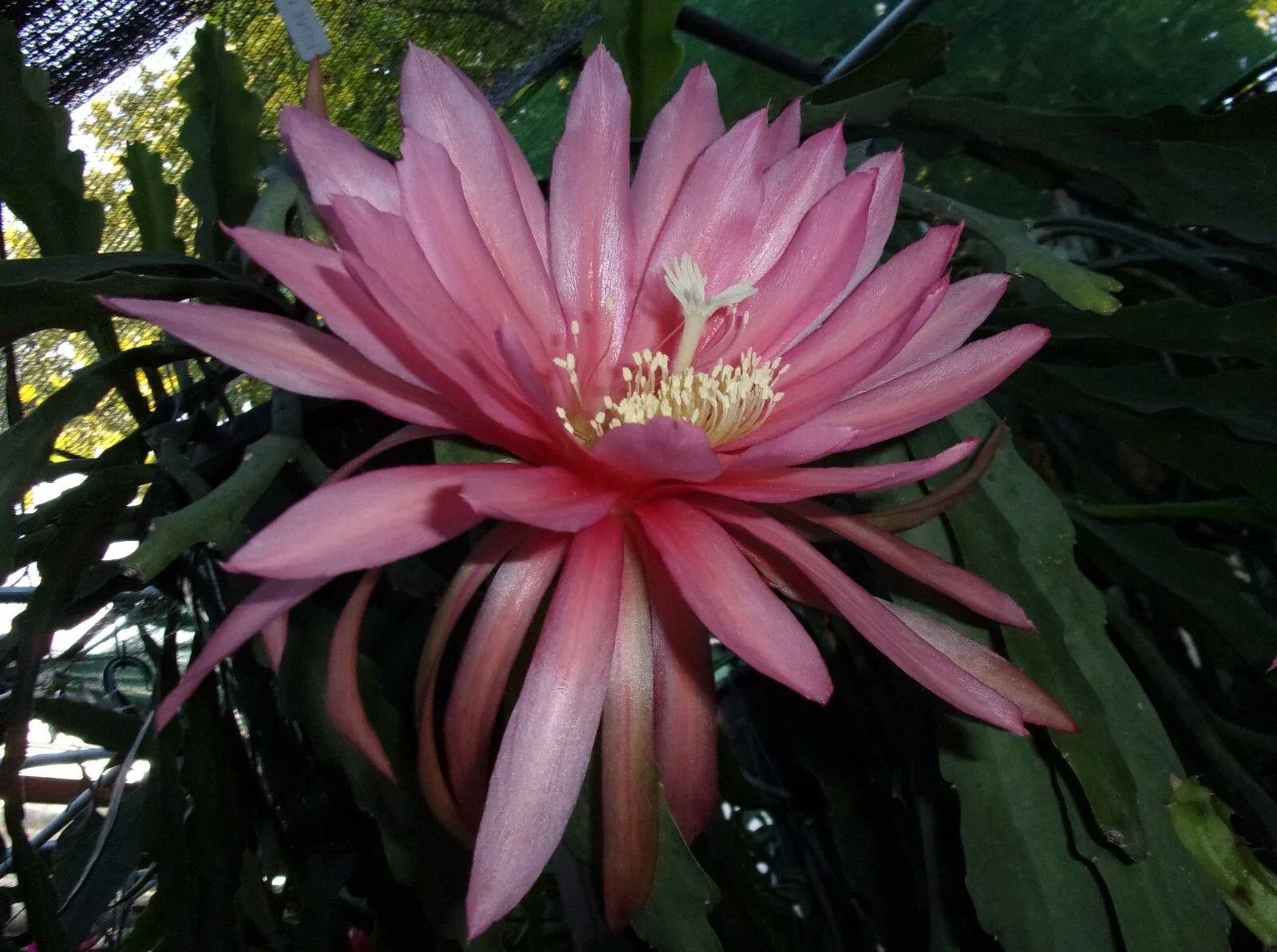 Epiphyllum Orchid Cactus Cutting - Fusae Nakanishi Variety - Rare Tropical Indoor Plant - Epiphyllum oxypetalum