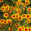 Plains Coreopsis Seeds - Calliopsis Tinctoria Wildflower Seeds for Gardens, Meadows, Pollinators - 2025 Planting Packet
