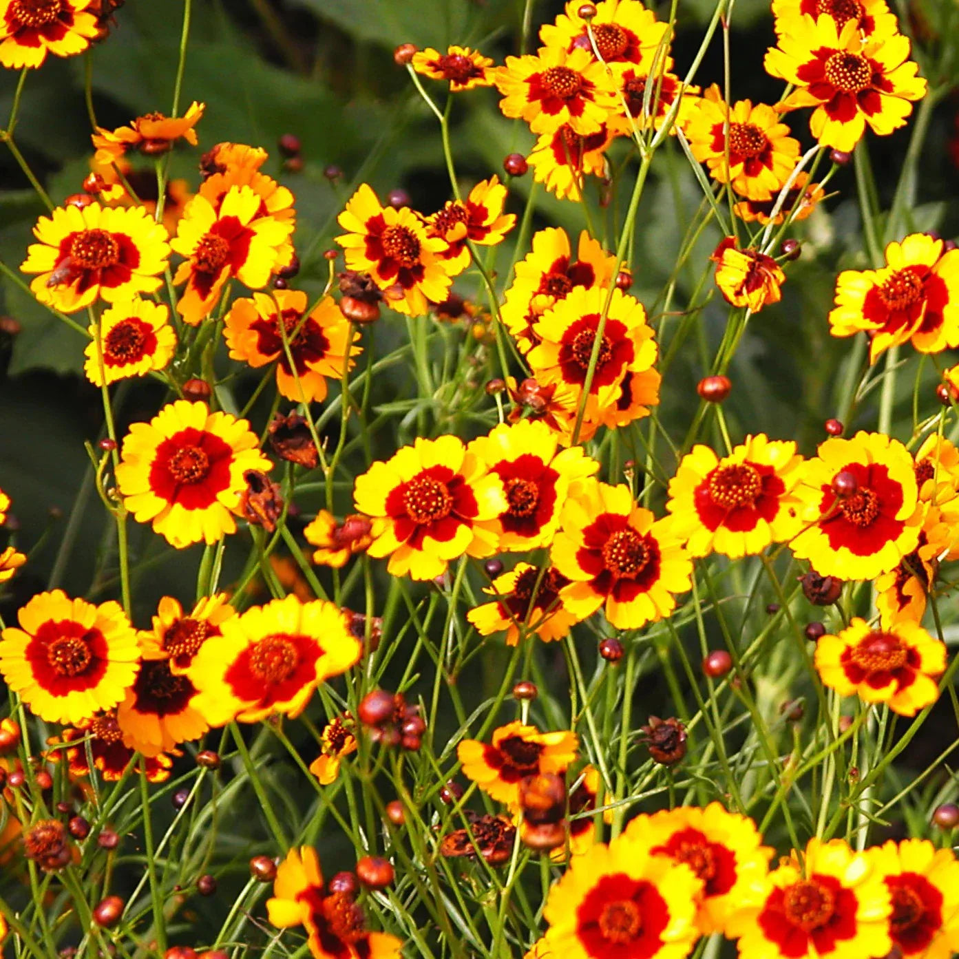 Plains Coreopsis Seeds - Calliopsis Tinctoria Wildflower Seeds for Gardens, Meadows, Pollinators - 2025 Planting Packet