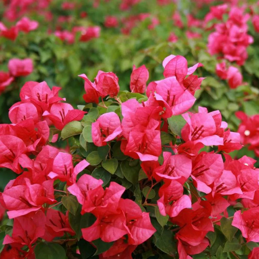 Bougainvillea Starter Plant JUANITA HATTE - Bare Root, Well Rooted Bougainvillea