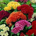 Celosia argentea var. cristata Seeds, Mixed Cockscomb, Dried Flowers, Cutflowers, Non-GMO, 500 Pack