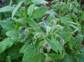 Borage Seeds 500+ Borago officinalis Herb Seeds for Culinary & Medicinal Use, Edible Blue Flowers & Leaves