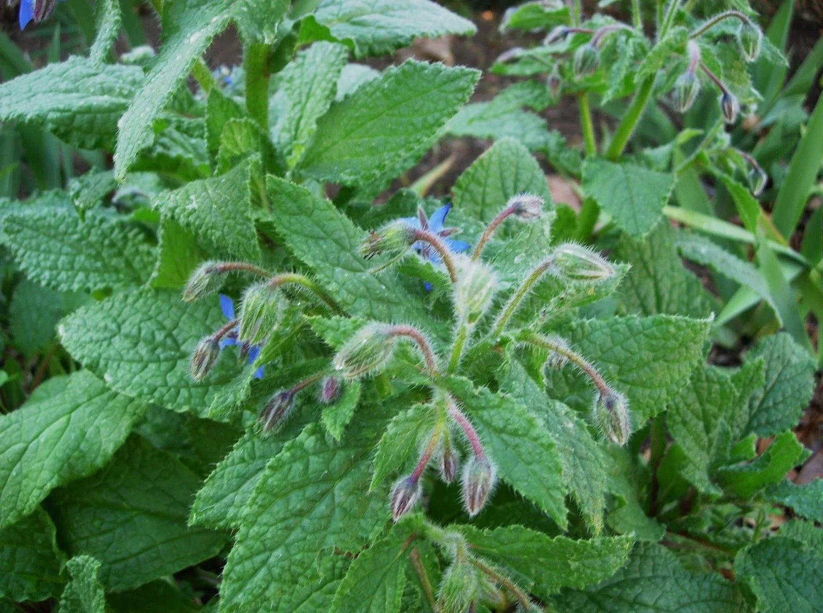 Borage Seeds 500+ Borago officinalis Herb Seeds for Culinary & Medicinal Use, Edible Blue Flowers & Leaves