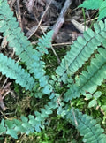 Mini Ferns Live Plants Set of 4 | Native Organic Bare Root for Terrariums & Indoor Gardens