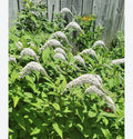Gooseneck Loosestrife Perennial Plants - 10 Bare Root Lysimachia clethroides for Borders & Pollinator Gardens