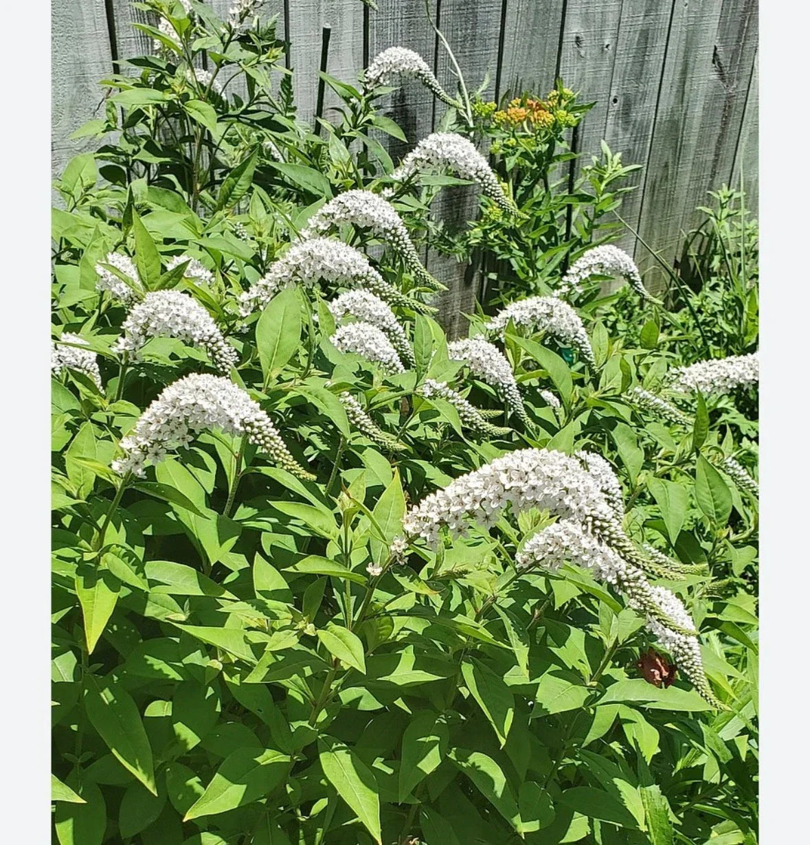 Gooseneck Loosestrife Perennial Plants - 10 Bare Root Lysimachia clethroides for Borders & Pollinator Gardens