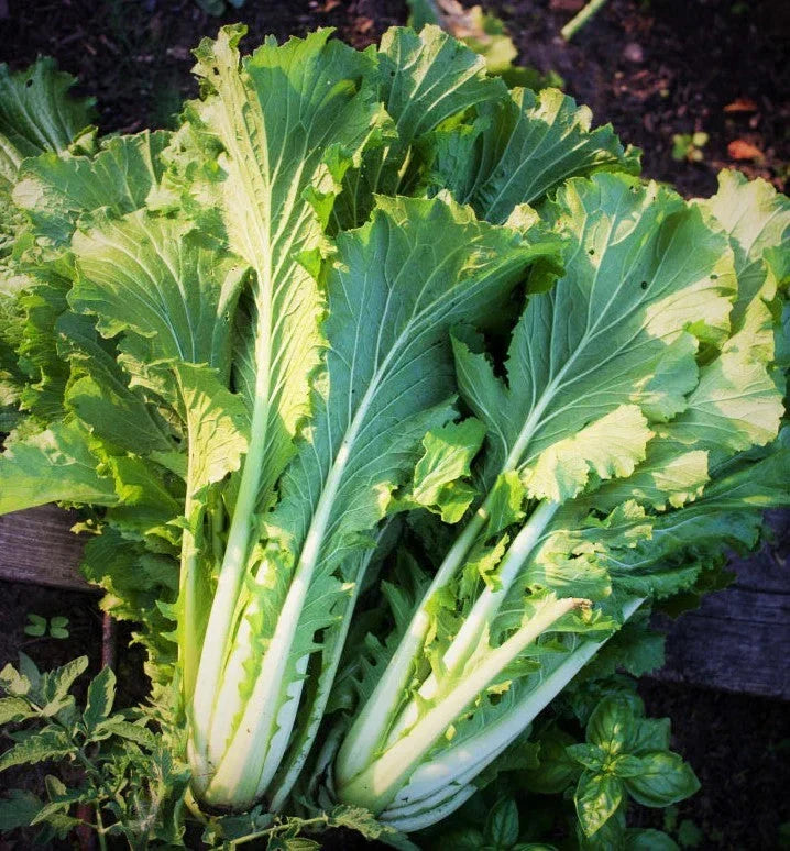 Michihili Chinese Cabbage Seeds - 1000+ Count, Brassica rapa var. chinensis, for Spring & Fall Planting, Fresh Salad & Asian Cuisine