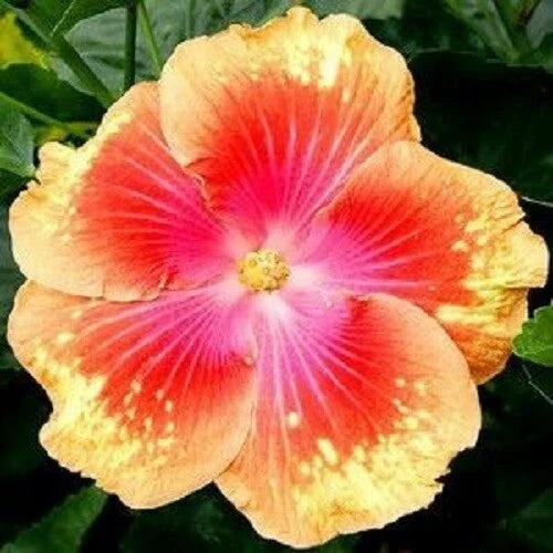 Hibiscus Seeds - 20 Pink Yellow Perennial Flower Seeds - Hibiscus rosa-sinensis for Garden Beds & Containers