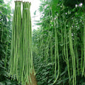 Yard Long Bean Seeds - 50g Asian Vegetable Long Bean Vigna unguiculata subsp. sesquipedalis for Garden, Trellising