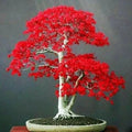 Japanese Red Maple Tree Seeds - 20 Acer palmatum Bonsai Seeds for Home Garden, Indoor & Outdoor, Vibrant Red Foliage