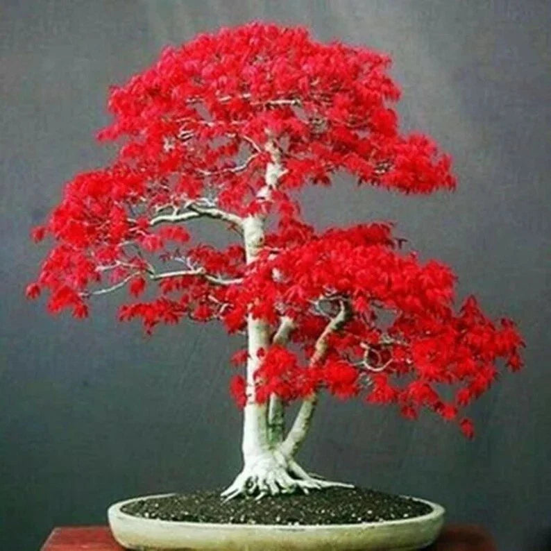 Japanese Red Maple Tree Seeds - 20 Acer palmatum Bonsai Seeds for Home Garden, Indoor & Outdoor, Vibrant Red Foliage
