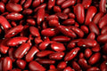 Dark Red Kidney Bean Seeds - Organic Phaseolus vulgaris for Planting, Climbing Vine, Nutritious Beans, Free Shipping