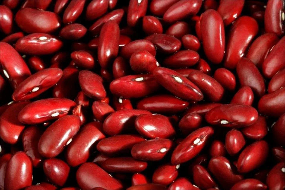 Dark Red Kidney Bean Seeds - Organic Phaseolus vulgaris for Planting, Climbing Vine, Nutritious Beans, Free Shipping
