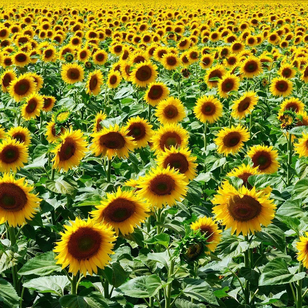 Mammoth Grey Stripe Sunflower Seeds - Non-GMO Helianthus annuus Bulk Pack for Planting