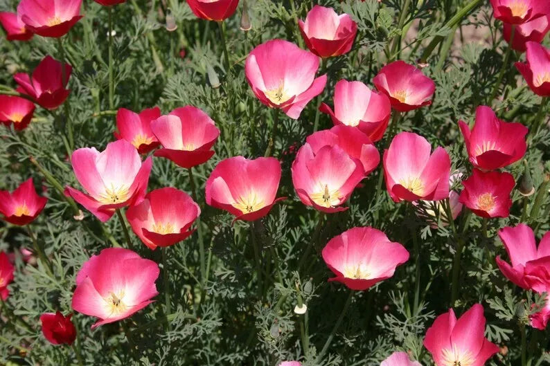 Carmine King California Poppy Seeds - 250+ Eschscholzia Californica Flower Seeds for Gardens, Wildflowers, and Landscaping