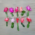 Thanksgiving Cactus Cuttings - 10 Fresh Schlumbergera Truncata Varieties for Indoor Gardening & Holiday Decor