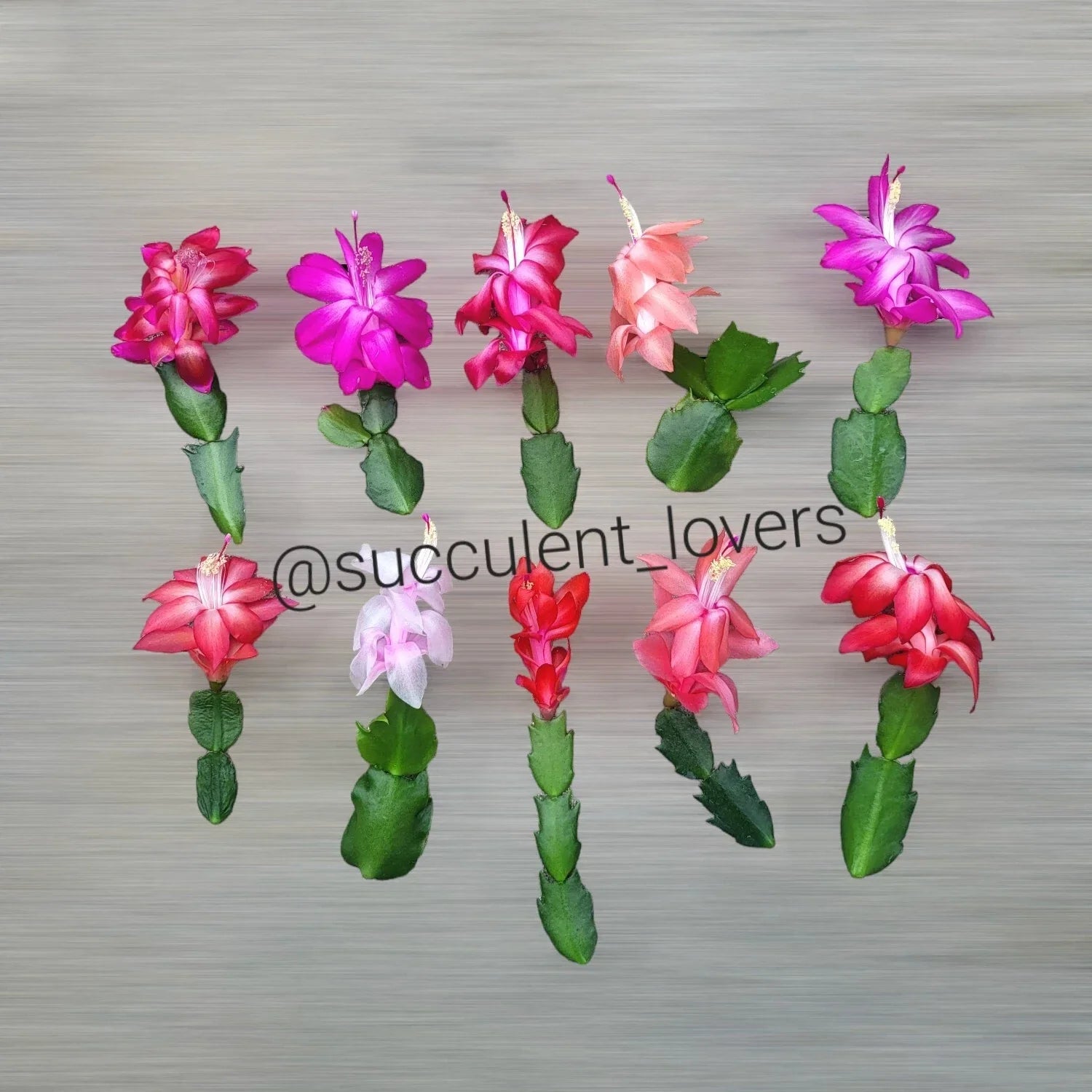 Thanksgiving Cactus Cuttings - 10 Fresh Schlumbergera Truncata Varieties for Indoor Gardening & Holiday Decor