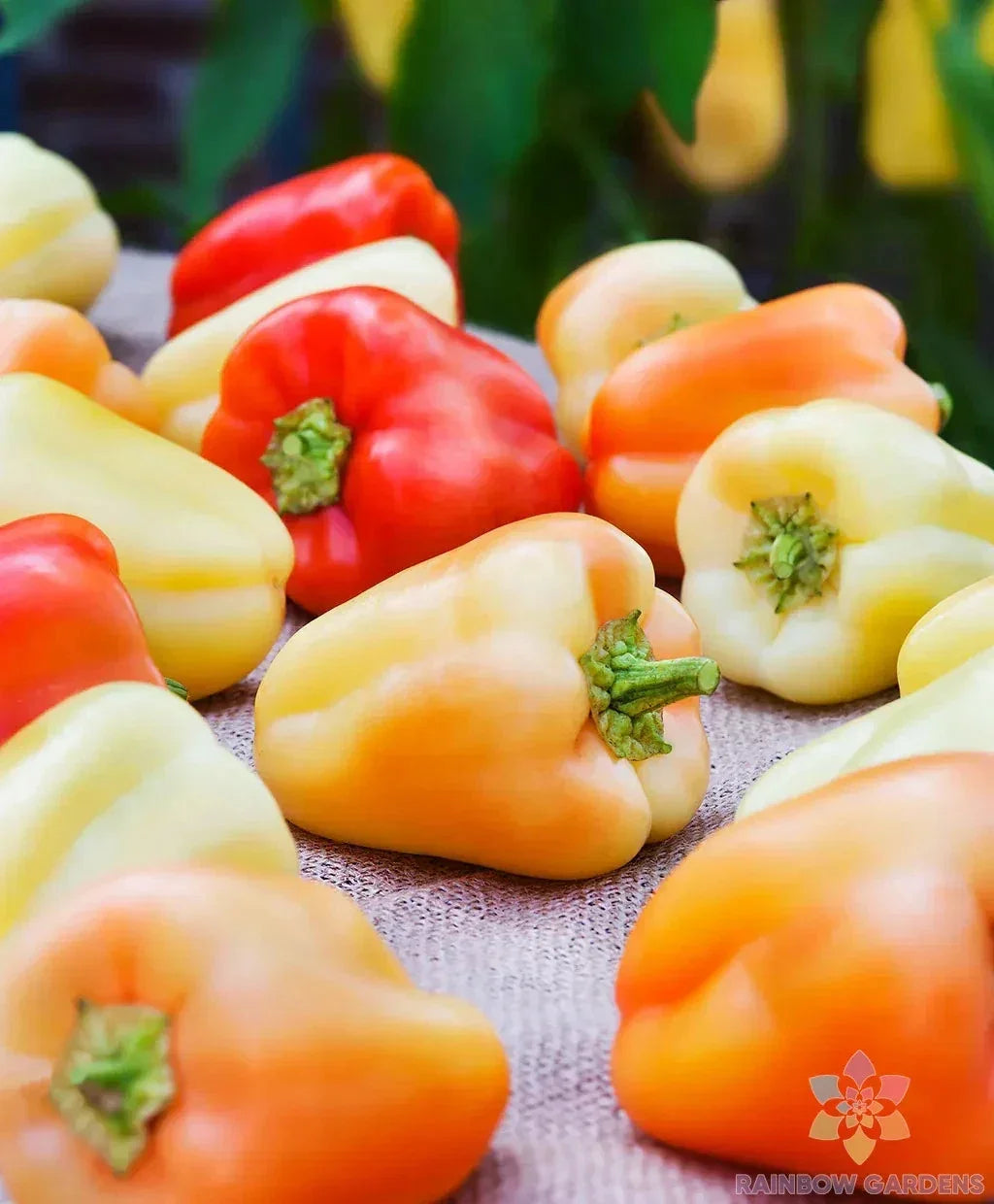 Gypsy Sweet Pepper Seeds - 25+ Pack, Capsicum annuum, Sweet, Flavorful Peppers for Garden or Container Planting