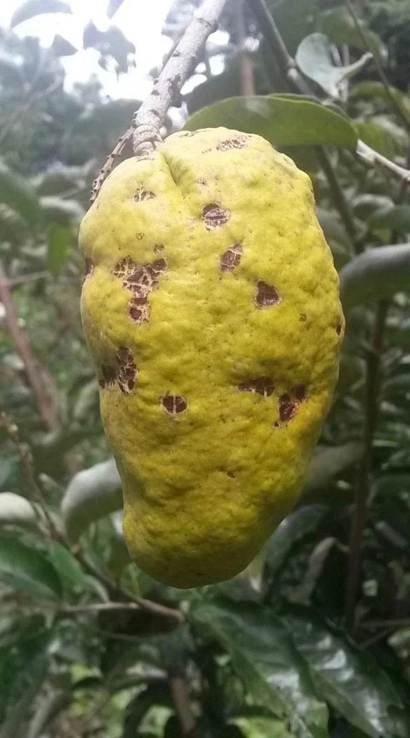 Olosapo Cutting 6in Unrooted Couperia Polyandra from Mother Tree