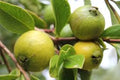 Organic Guava Seeds - Psidium guajava, 30 Seeds for Tropical Fruit Tree Cultivation
