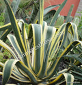 Agave Americana Yellow Edge Variegated Cutting - Large 10-Inch Succulent Plant for Indoor & Outdoor Gardens