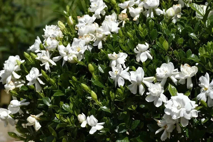 Unrooted Gardenia Cuttings – Southern Heirloom Variety – Gardenia jasminoides – Fragrant White Blooms, Bush, Shrub, Propagation