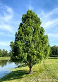 Bald Cypress Tree Bare Root 12-24in Tall Deciduous Conifer Taxodium distichum Native Southern