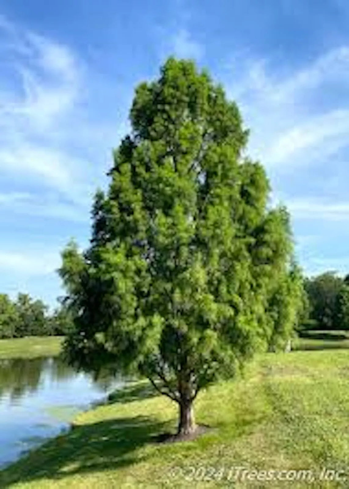 Bald Cypress Tree Bare Root 12-24in Tall Deciduous Conifer Taxodium distichum Native Southern