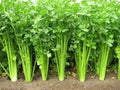 Chinese Celery Seeds - Non-GMO Heirloom Variety for Home Garden, Apium graveolens, Fast Shipping