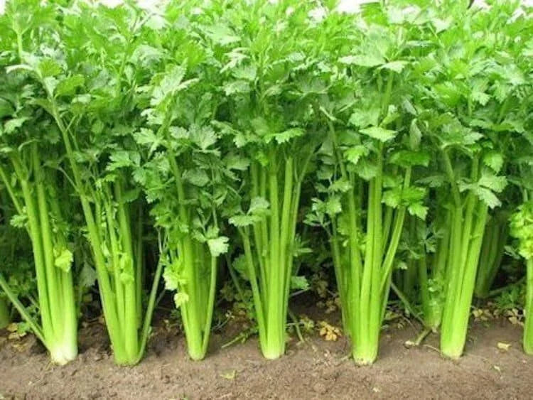 Chinese Celery Seeds - Non-GMO Heirloom Variety for Home Garden, Apium graveolens, Fast Shipping