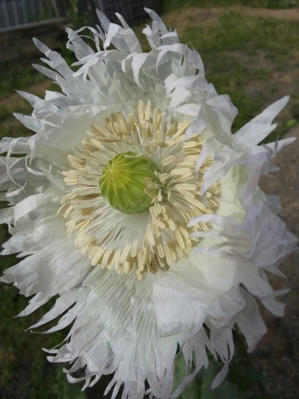 Organic White Feathered Poppy Seeds – JIMI'S SNOWFLAKES Papaver somniferum, 500 Seeds for Garden & Cut Flowers
