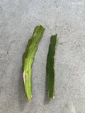 White Dragon Fruit Cuttings – 8-Inch Self-Pollinating Hylocereus undatus for Easy Growth