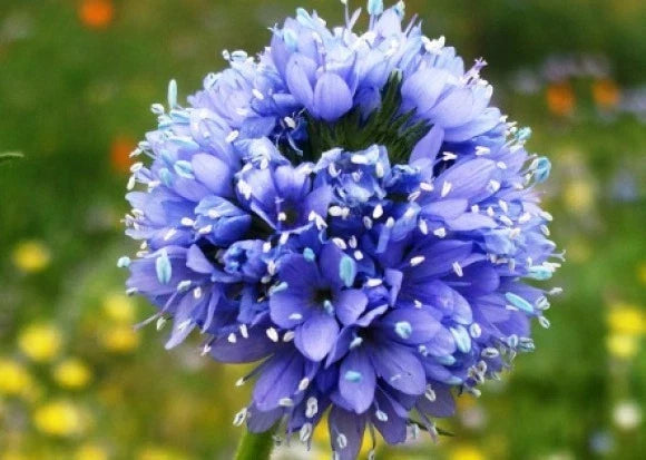 Globe Gilia Seeds - Blue Flower Annual Gilia capitata 100 Fresh Non-GMO Seeds for Pollinator Gardens