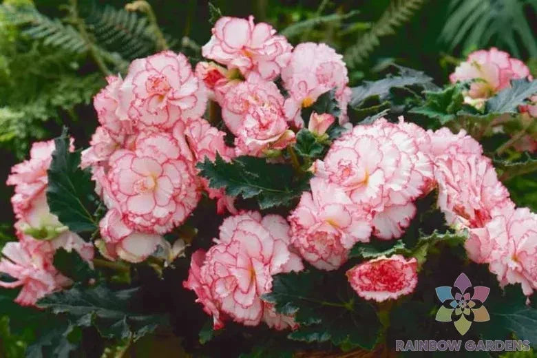 Begonia x tuberhybrida Seeds – Picotee White-Pink Flowering Plant for Garden, Pots & Hanging Baskets