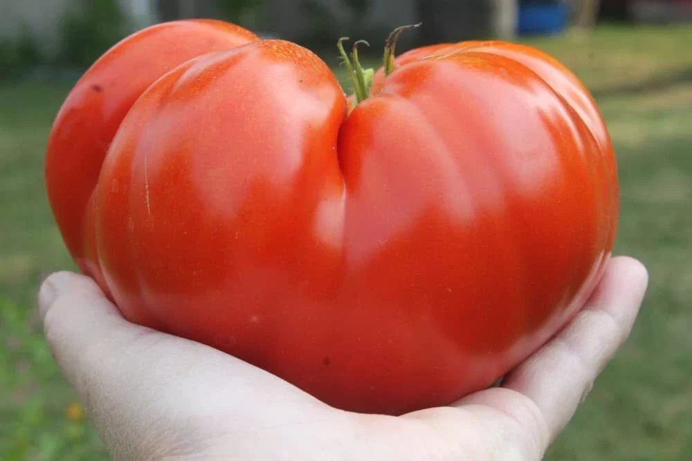 Steakhouse Tomato Seeds – Large Beefsteak, Non-GMO Solanum lycopersicum, Heirloom Garden Planting, 25 Seeds