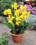 Large Yellow Canna Lily Bulbs - Canna indica Tropical Flowering Plants for Gardens & Containers